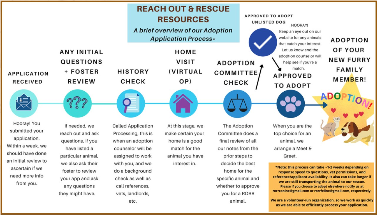 Dog Adoption Process: A Complete Guide To Bringing A Dog Home